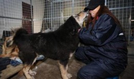 娱乐圈爆料流浪狗是谁呀,流浪狗身份揭秘，竟是神秘明星！